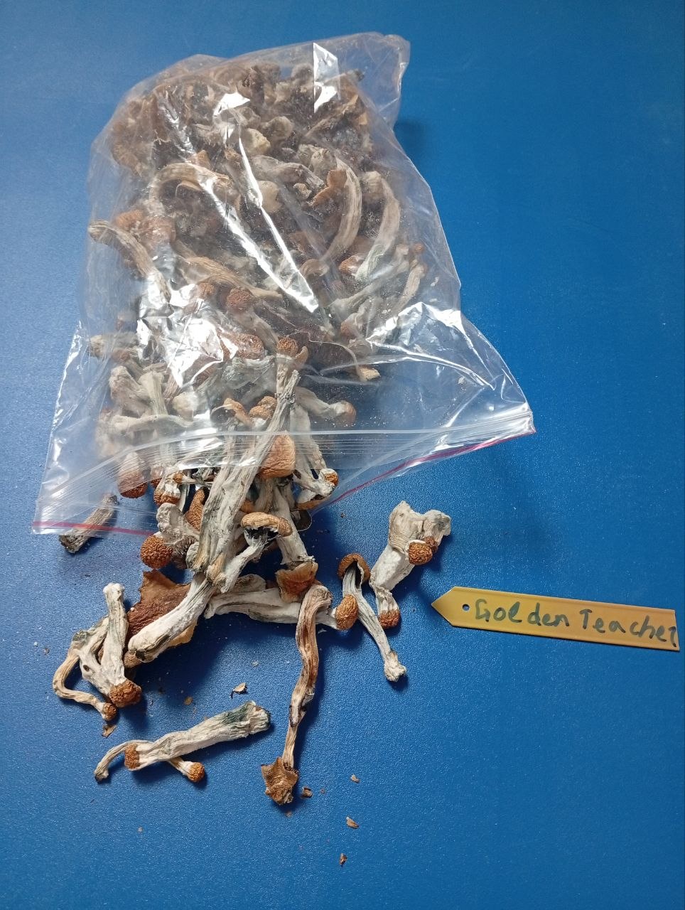 3 g Mushrooms 🍄 GOLDEN TEACHER 🍄